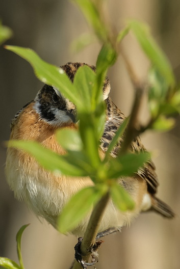 Braunkehlchen
