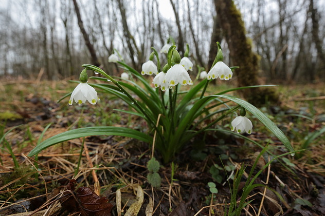 Frühlingsknotenblume