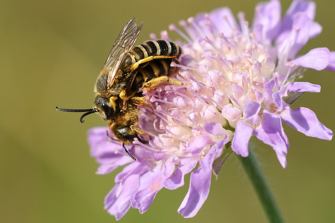 Gelbbindige Furchenbienen