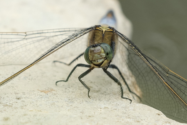 Großer Blaupfeil