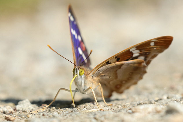 Kleiner Schillerfalter