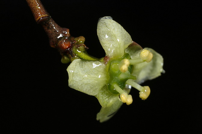 Pfaffenhütchen-Blüte