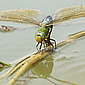 Gro&szlig;e K&ouml;nigslibelle