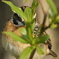 Braunkehlchen
