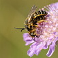 Gelbbindige Furchenbienen