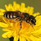 Gelbbindige Furchenbiene