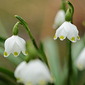 Fr&uuml;hlingsknotenblume