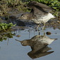 Waldwasserl&auml;ufer