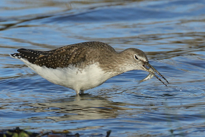 Waldwasserläufer