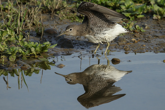 Waldwasserläufer