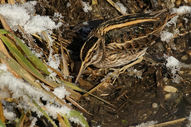 Zwergschnepfe