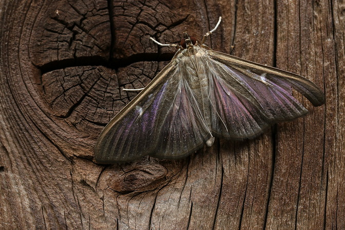 Buchsbaumzünsler