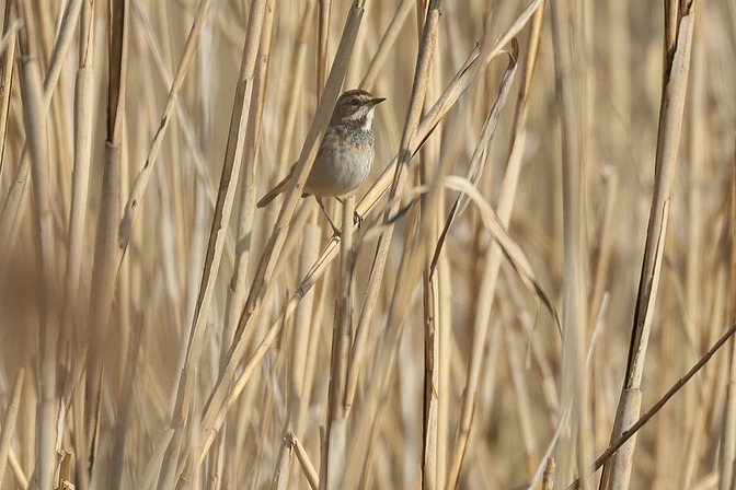 Blaukehlchen