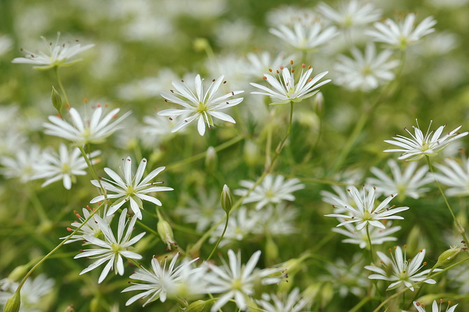 Gras-Sternmiere
