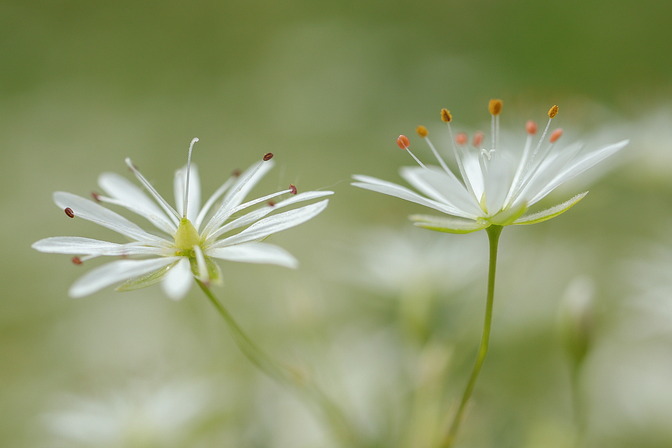 Gras-Sternmiere