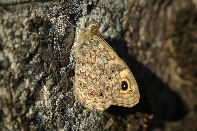 Mauerfuchs