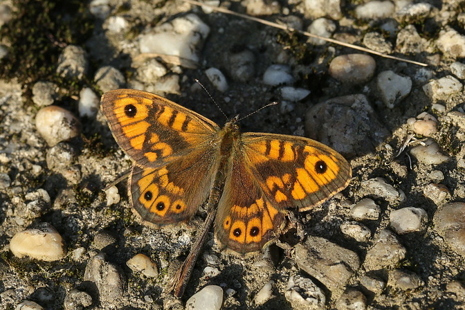 Mauerfuchs