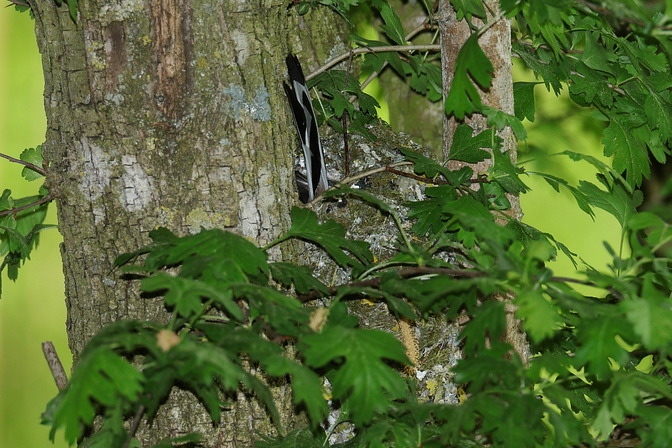 Schwanzmeise