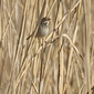 Blaukehlchen