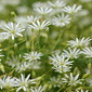 Gras-Sternmiere