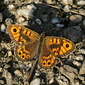 Mauerfuchs