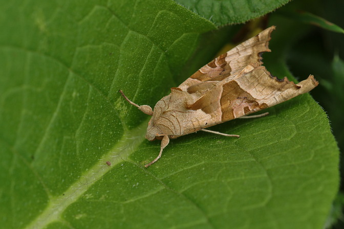 Achateule