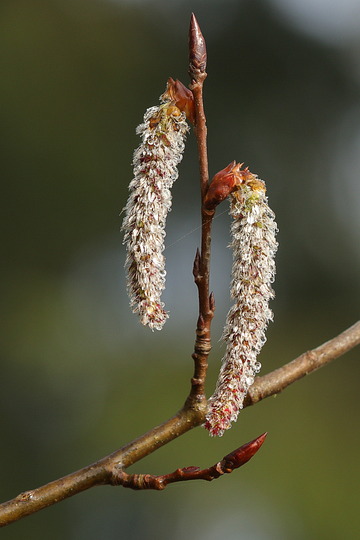 Zitterpappel