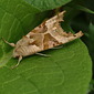 Achateule