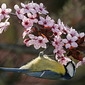 Blaumeise