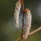 Zitterpappel