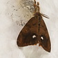 Schlehen-B&uuml;rstenspinner