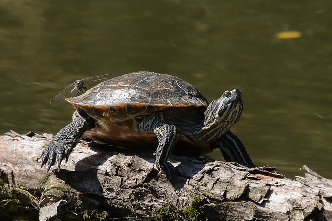 Gewöhnliche Schmuckschildkröte 