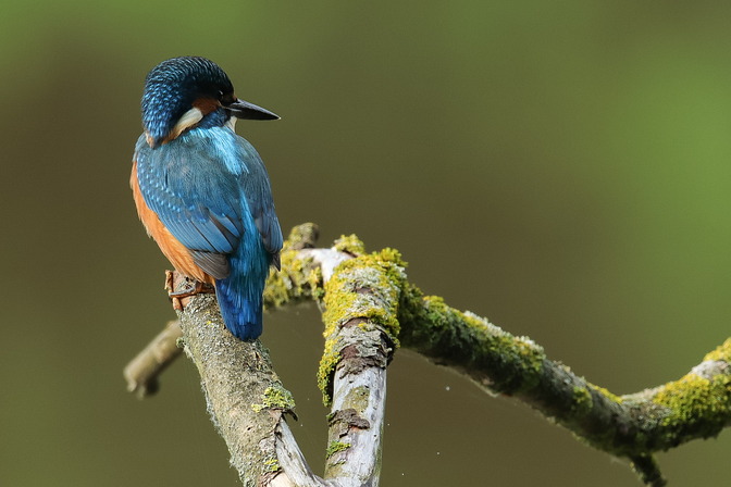 Eisvogel