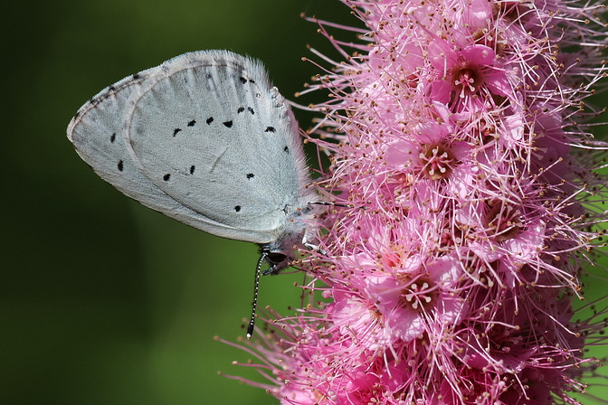 , Celastrina argiolus (LINNAEUS, 1758)