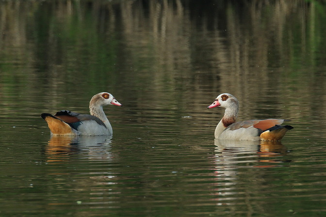 Nilgänse