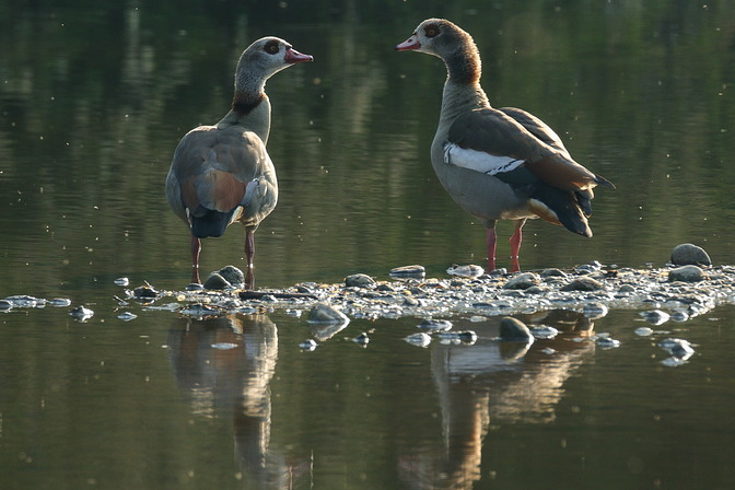 Nilgänse