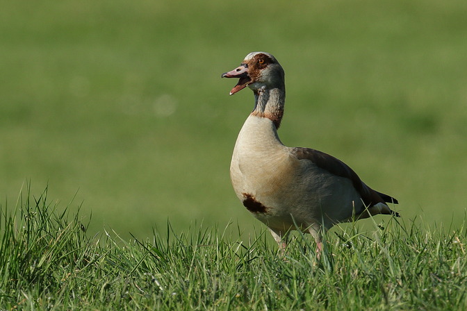 Nilgans