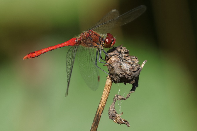 Blutrote Heidelibelle