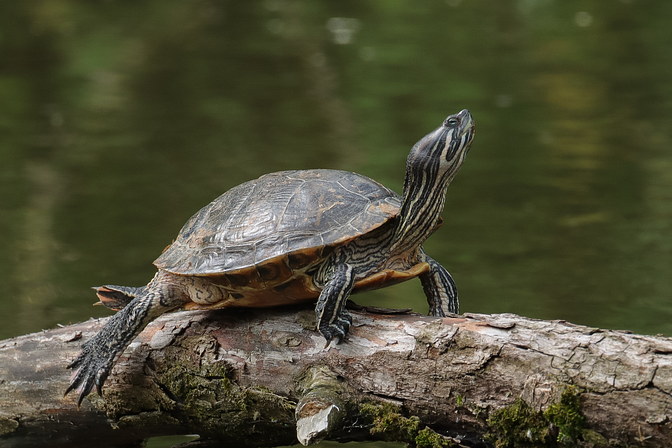 Gewöhnliche Schmuckschildkröte 