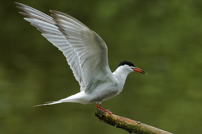 Flußseeschwalbe