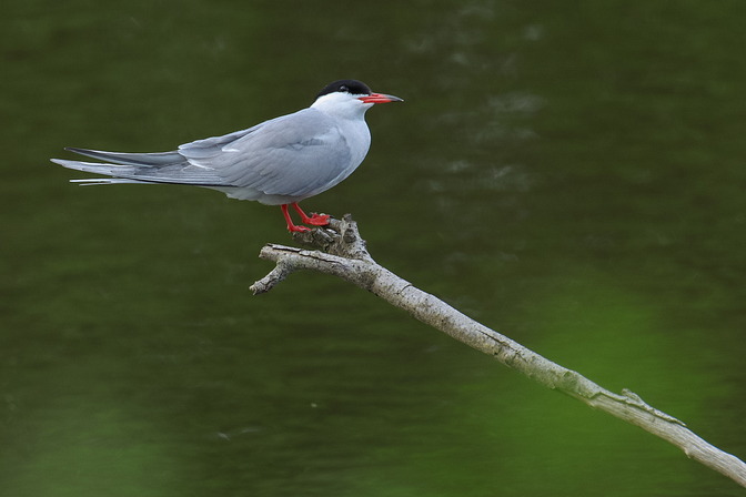 Flußseeschwalbe