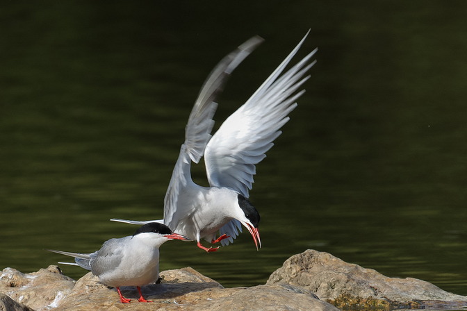Flußseeschwalben