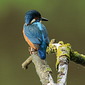Eisvogel