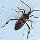 Sonstige Insekten