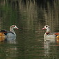 Nilg&auml;nse