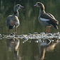 Nilg&auml;nse