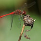 Blutrote Heidelibelle
