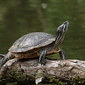 Gew&ouml;hnliche Schmuckschildkr&ouml;te 