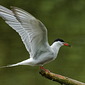 Flu&szlig;seeschwalbe