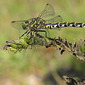 Kleine Zangenlibelle